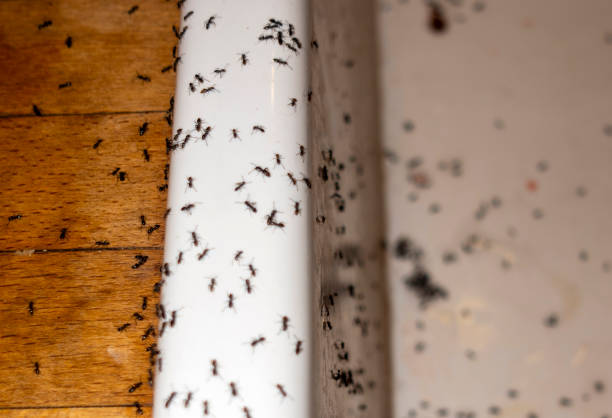Best Pest Removal Services  in Whetstone, AZ